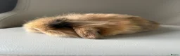 Mini Lion Lop rabbits for sale: Lion head/ mini lop baby's  - Advert 6