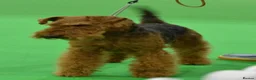 Welsh Terrier dogs for sale: Beautiful Welsh terrier puppy girl - Advert 2