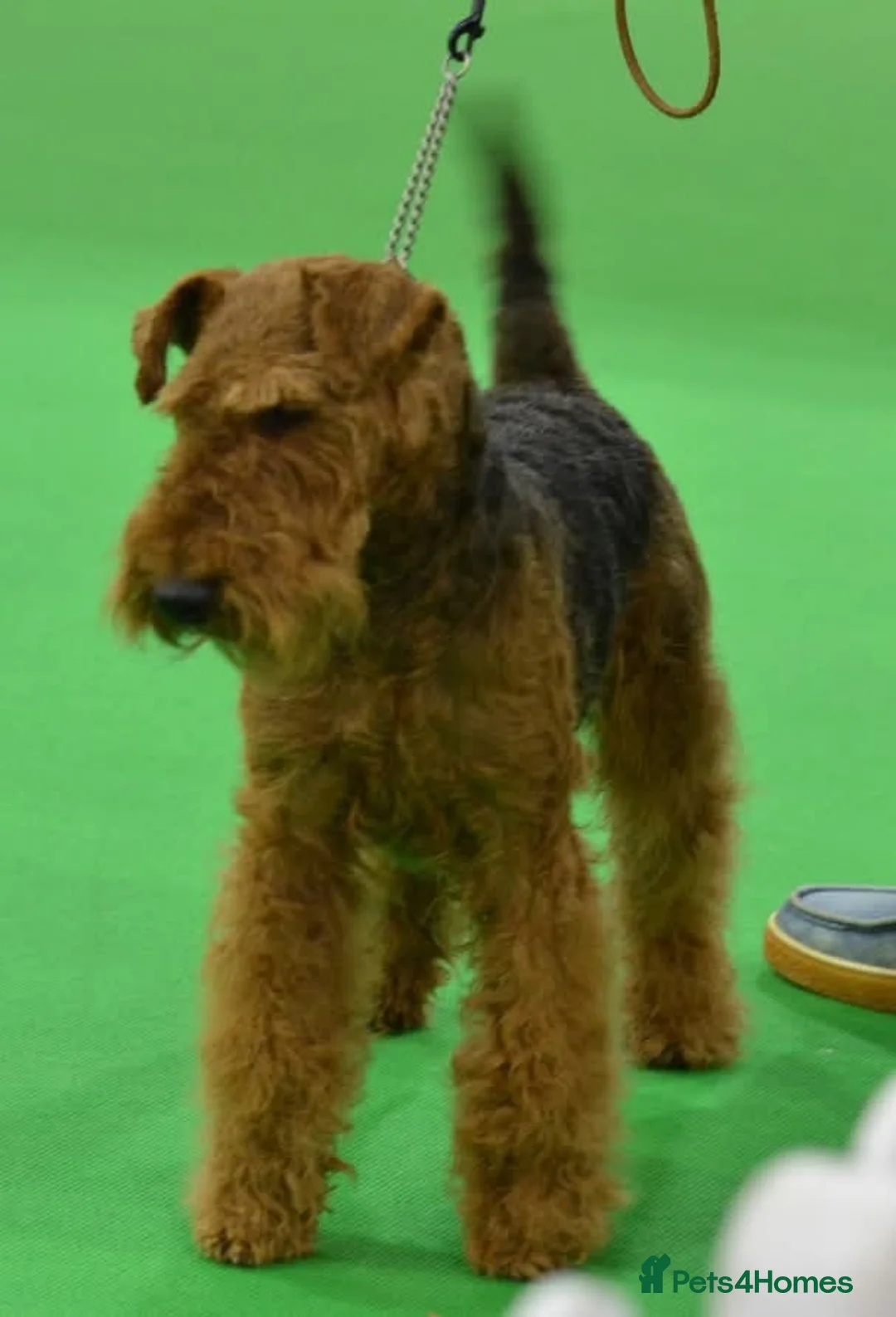 Welsh Terrier dogs for sale: Beautiful Welsh terrier puppy girl - Advert 2