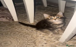 Asian cats for sale: Kitten  in London - Advert 3