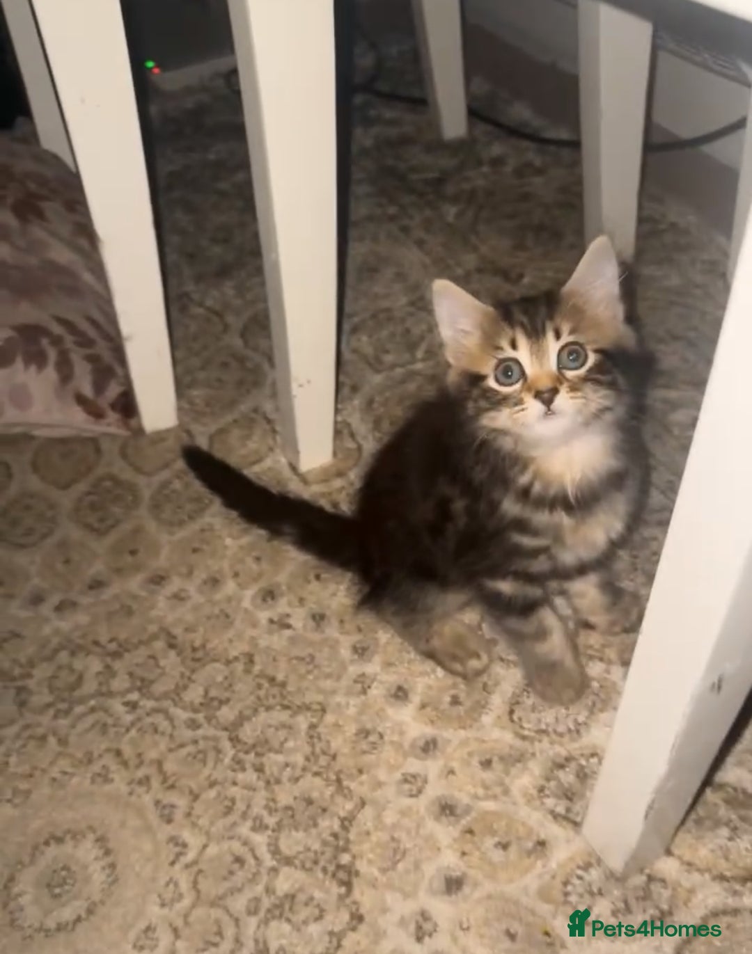 Asian cats for sale: Kitten  in London - Advert 3