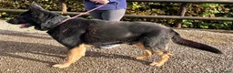 German Shepherd dogs for sale: German shepherd  in Bradford - Advert 3