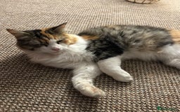 Mixed Breed cats for sale: 2 beautiful female cats looking for new home  - Image 3