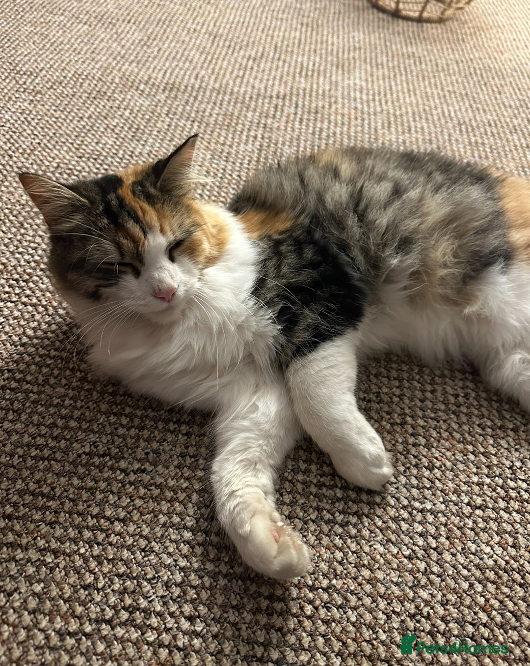Mixed Breed cats for sale: 2 beautiful female cats looking for new home  - Image 3