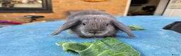 Mini Lop rabbits for sale: Mini Lops in Cambridge - Advert 7