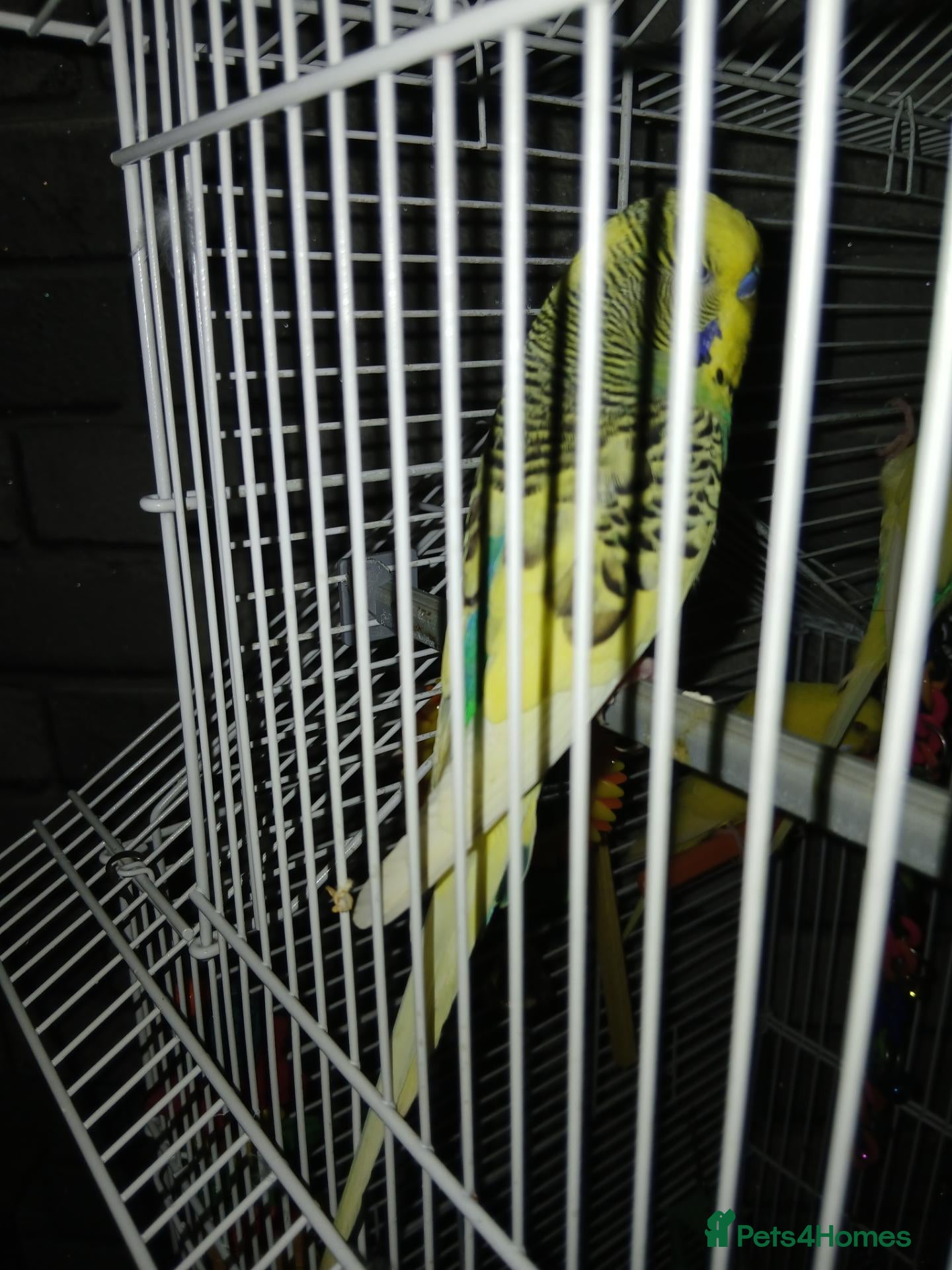 Budgerigars birds 3 budgies for sale southend - Advert 1