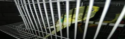 Budgerigars birds for sale: 3 budgies for sale southend - Advert 1