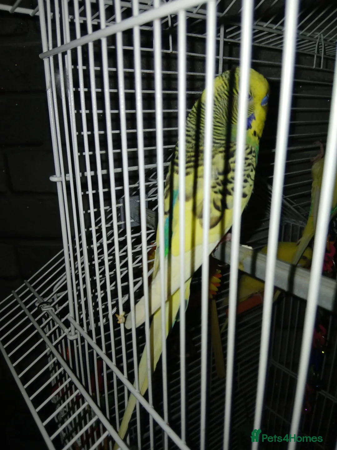 Budgerigars birds for sale: 3 budgies for sale southend - Advert 1