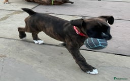 Boxer dogs for sale: Only 1 remaining! KC Boxer Puppies - Image 14