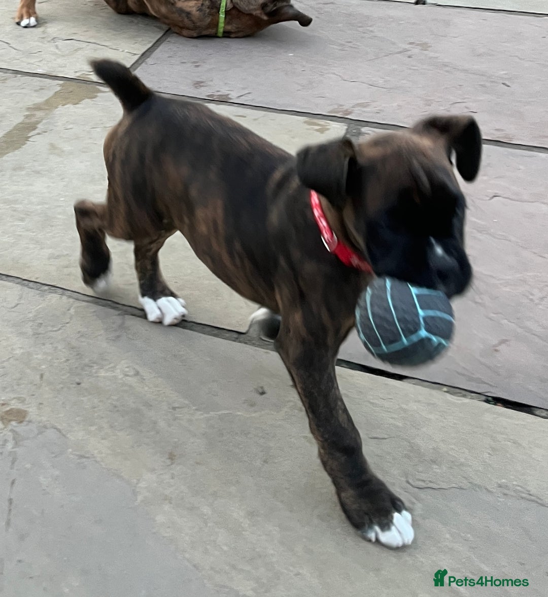 Boxer dogs for sale: Only 1 remaining! KC Boxer Puppies - Image 14