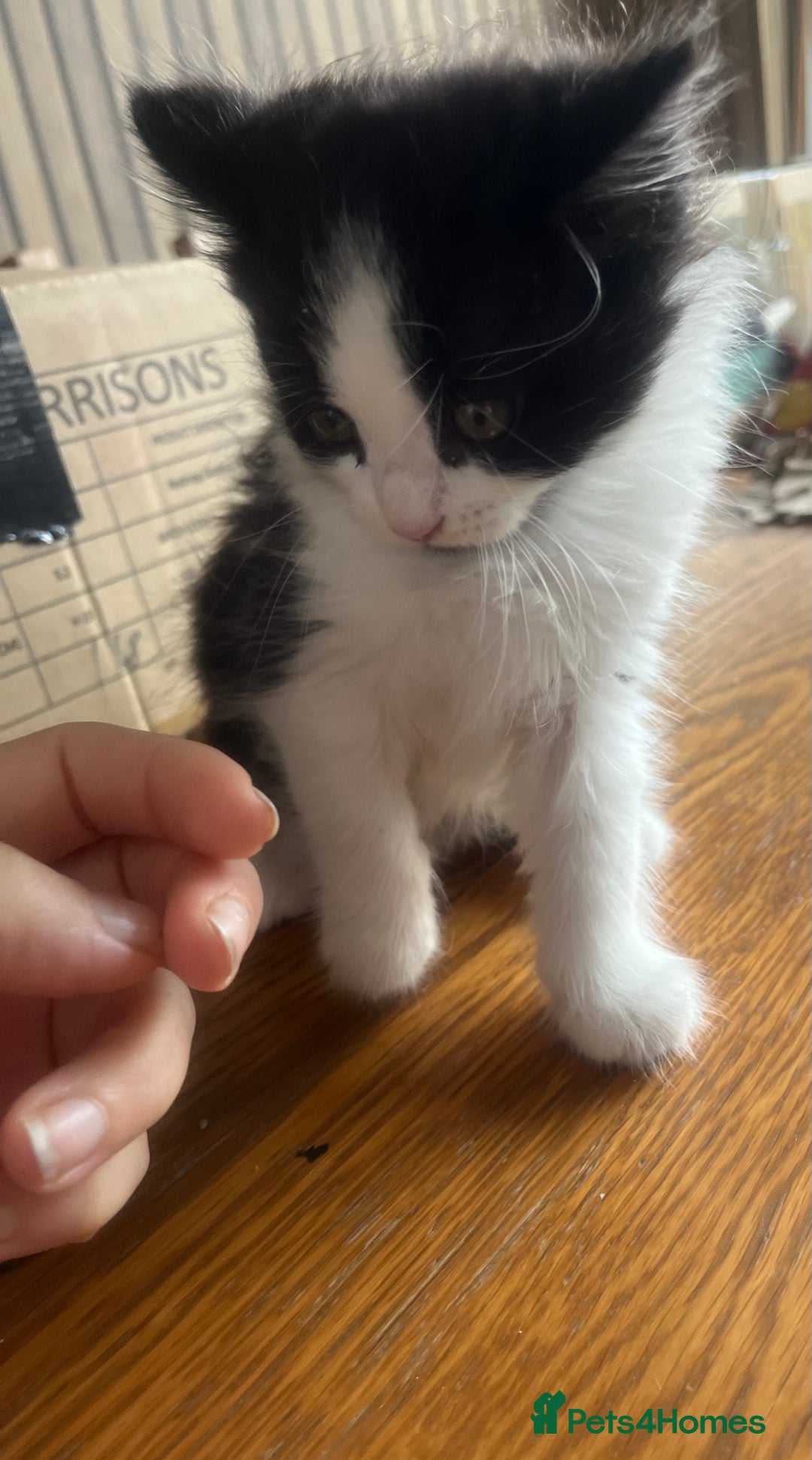 Mixed Breed cats for sale: Kittens  - Image 24