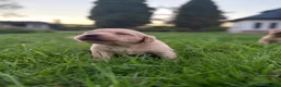 Labrador Retriever dogs for sale: Fox Red Labrador  - Advert 5
