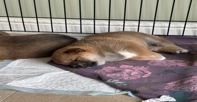Japanese Shiba Inu dogs - Advert 16