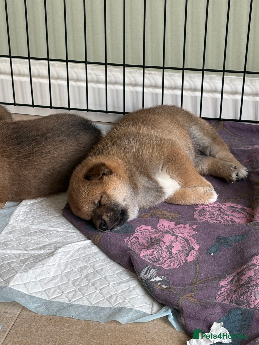 Japanese Shiba Inu dogs for sale: KC Registered Japanese Shiba-Inus  - Image 3