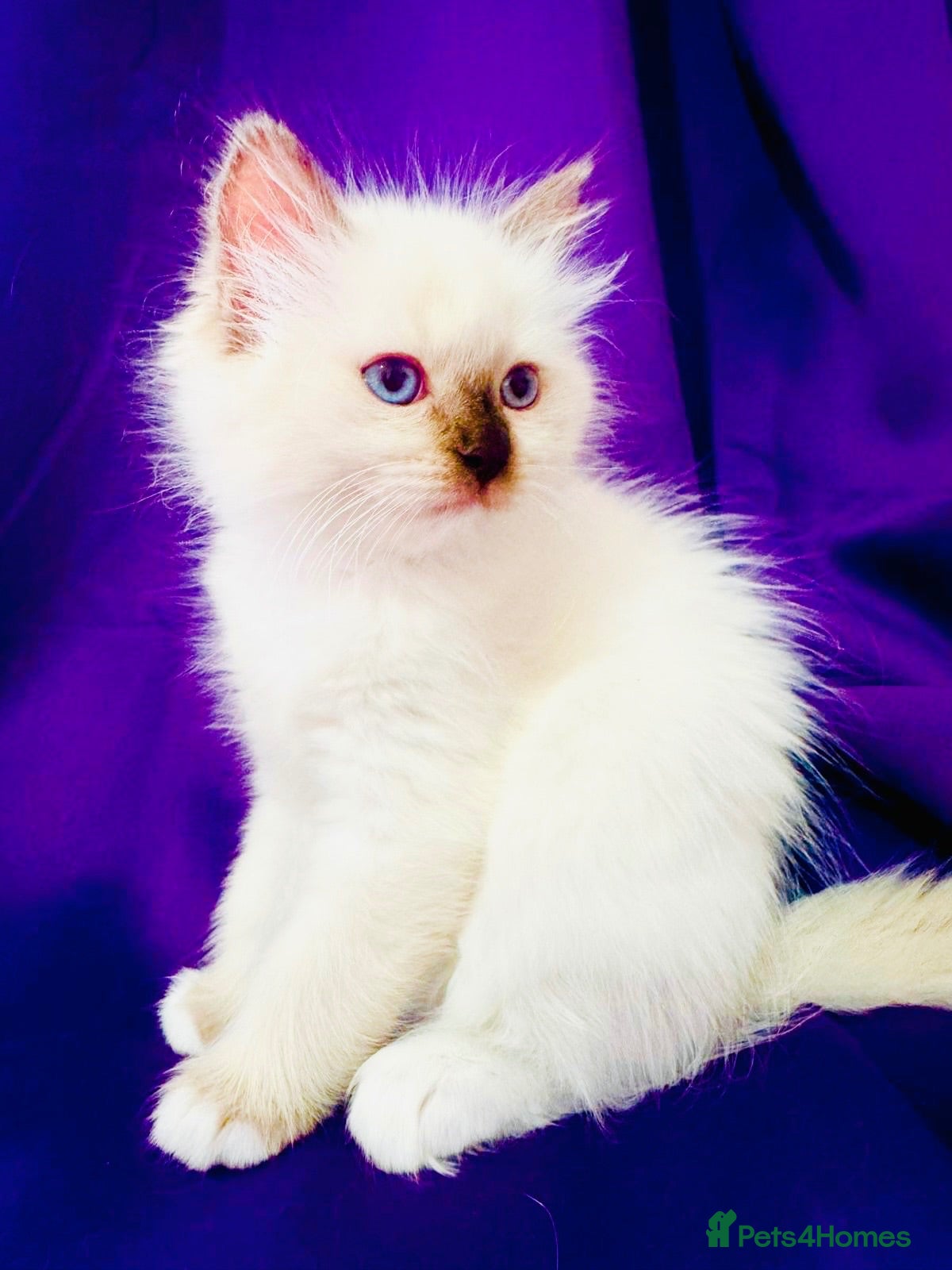 Ragdoll cats GCCF registered Ragdolls - Advert 2