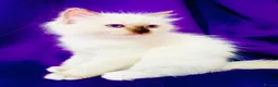 Ragdoll cats for sale: GCCF registered Ragdolls - Advert 2