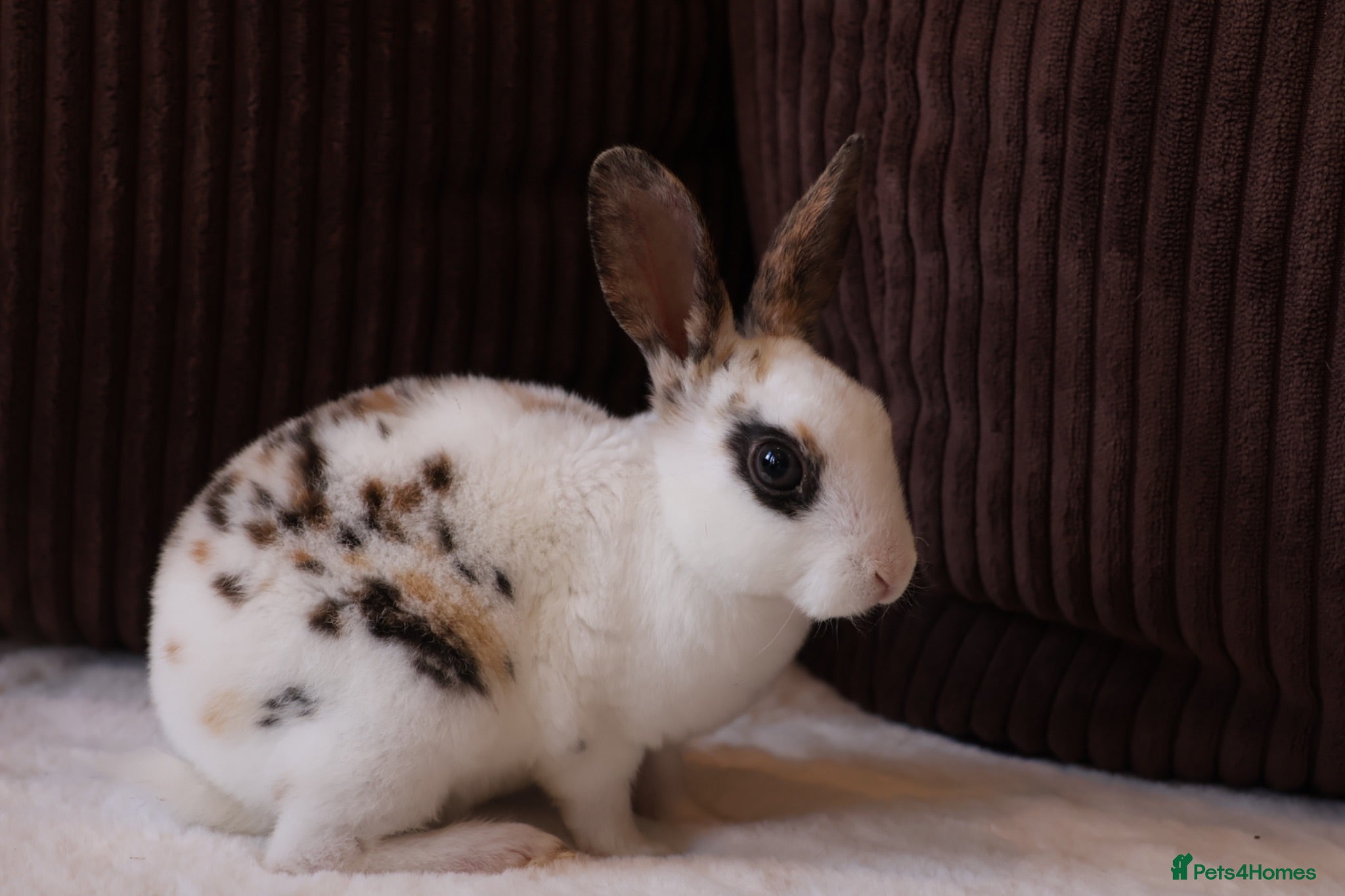Rex rabbits Beautiful Mini Rex & Mini plush lop - Advert 1