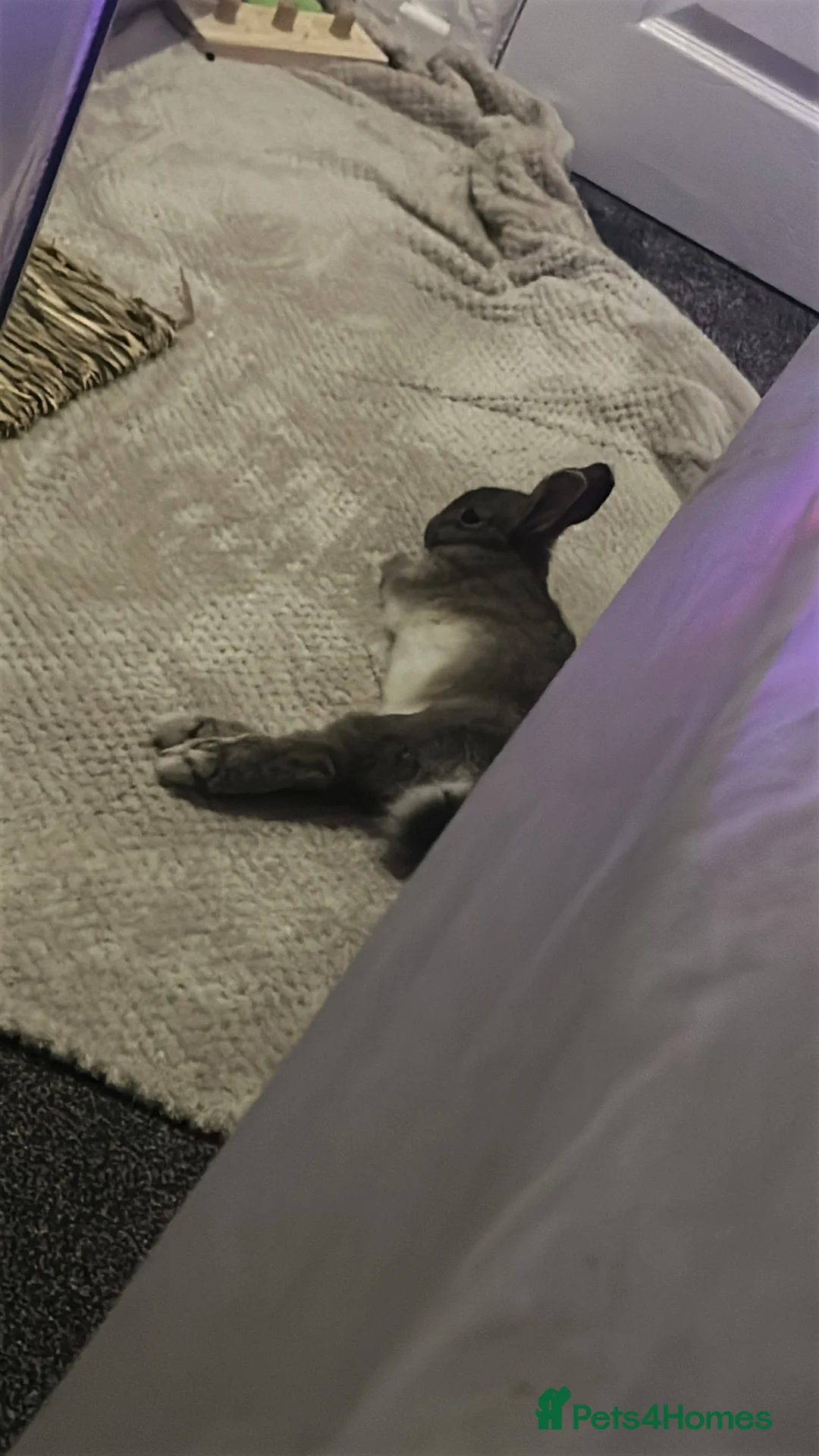 Mixed Breed rabbits for sale: pebbles in Manchester - Advert 2