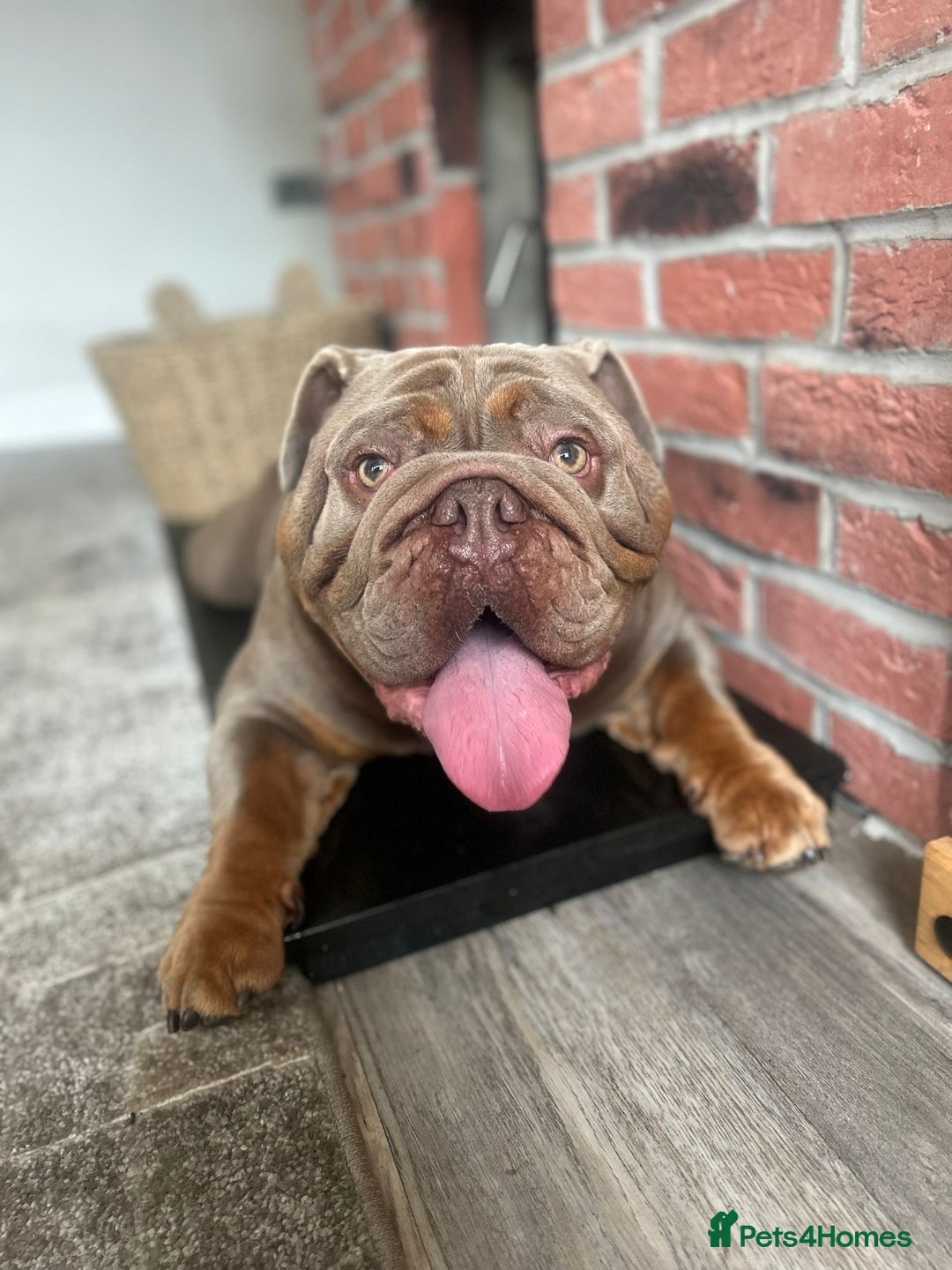 English Bulldog dogs for sale: British bulldog male  - Advert 1