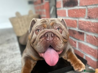 English Bulldog dogs British bulldog male - Advert 5