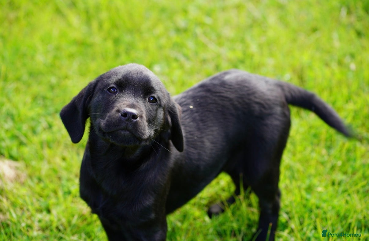 Labrador Retriever dogs Extensively Health Tested Labrador Puppies - Advert 1