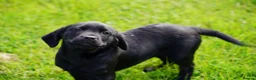 Labrador Retriever dogs for sale: Extensively Health Tested Labrador Puppies - Advert 9