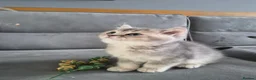British Shorthair cats for sale: Golden British babies - Advert 27