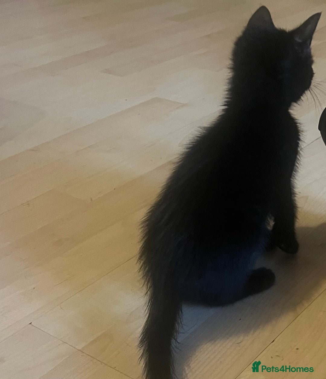 Mixed Breed cats for sale: Beautiful kittens  - Image 20