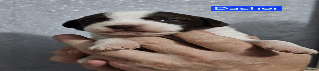 DASHER