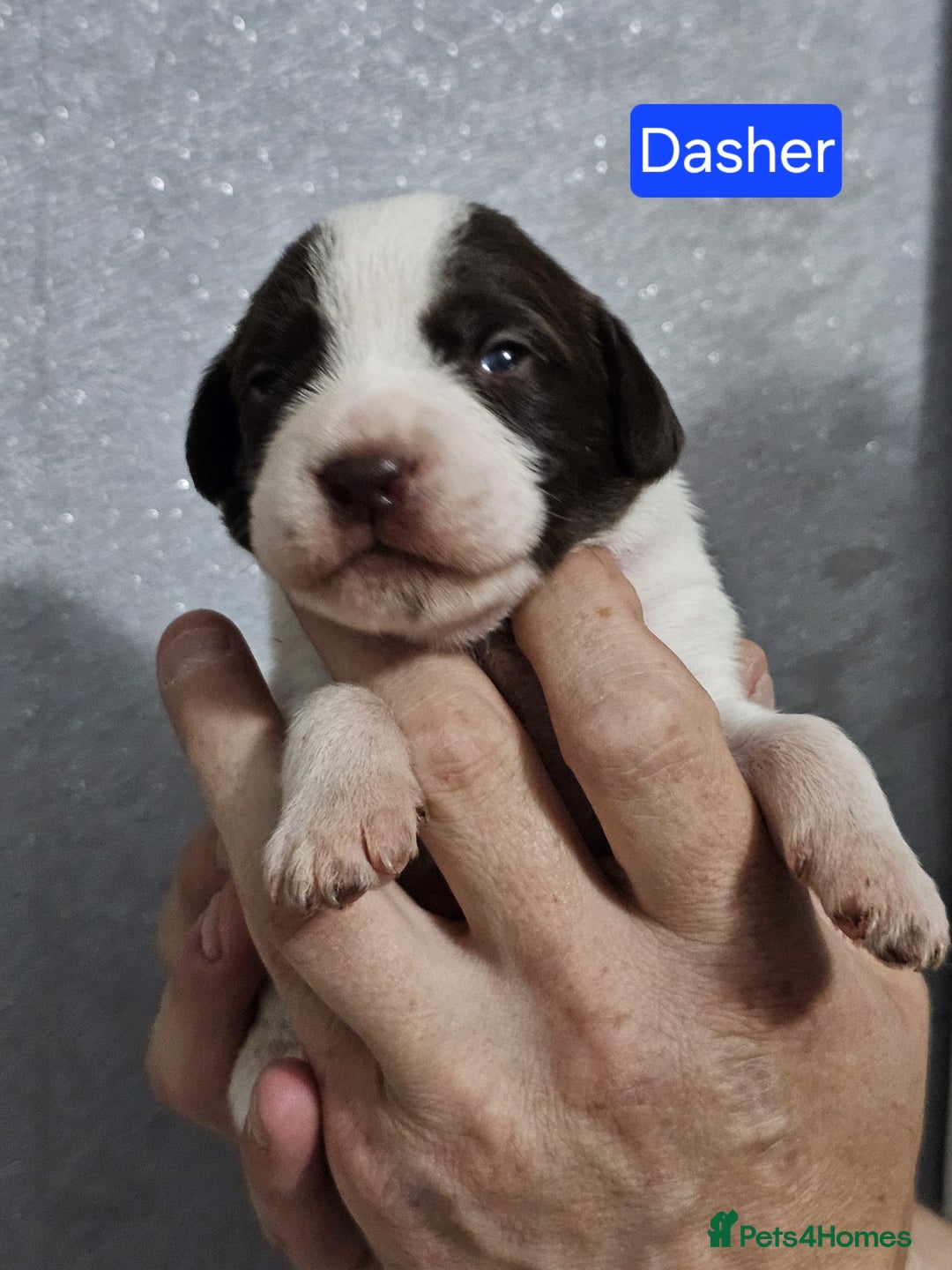 Mixed Breed dogs for sale: Cockapoo X puppies - Image 4