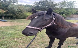 Dartmoor horses for sale: Stunning show prospect  - Image 3