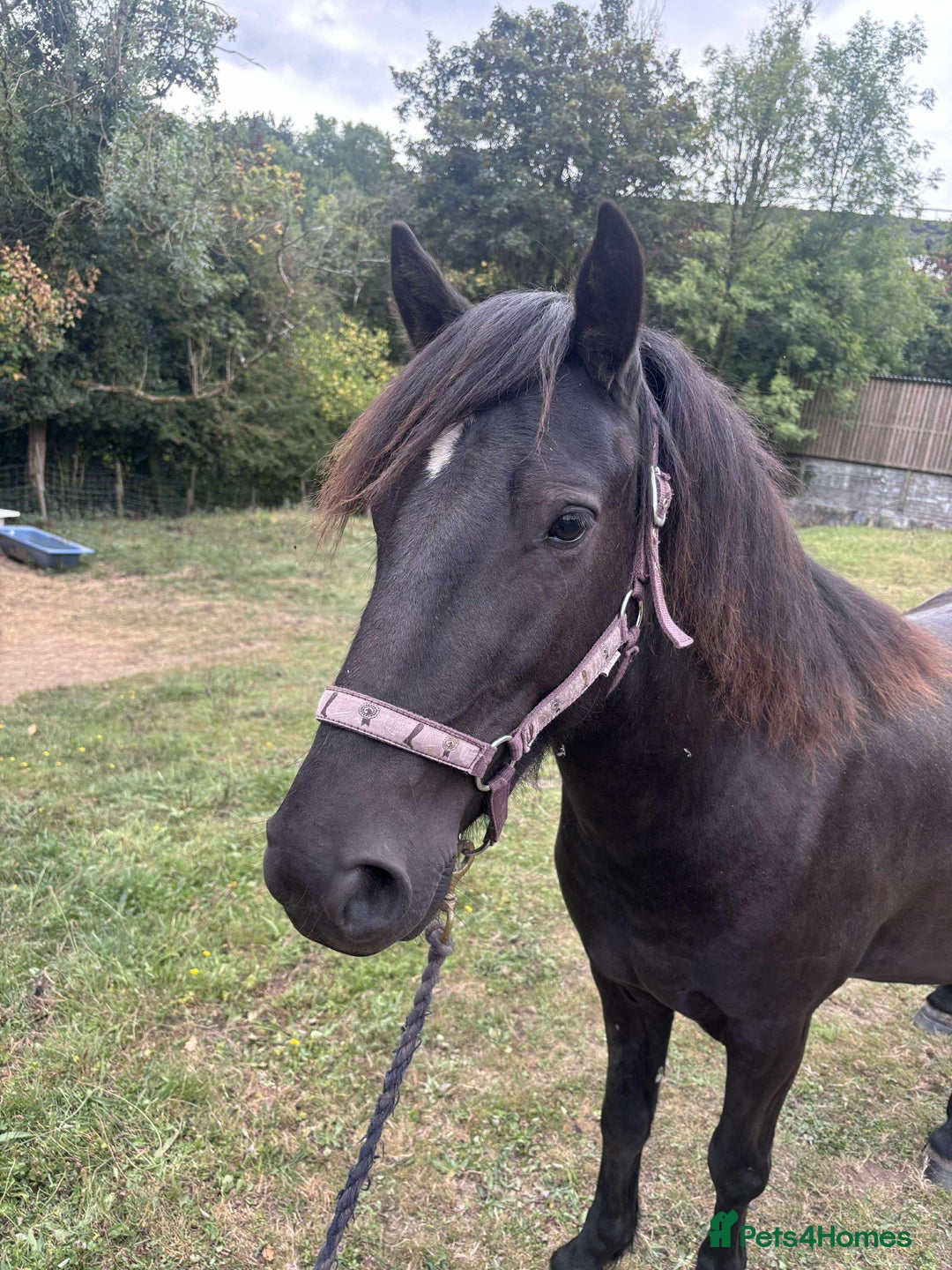 Dartmoor horses for sale: Stunning show prospect  - Image 3