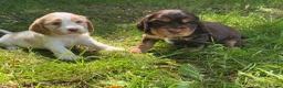 Cocker Spaniel dogs for sale: ❤️ 100% SHOWTYPE HEALTH TESTED COCKER SPANIEL ❤️ - Advert 4