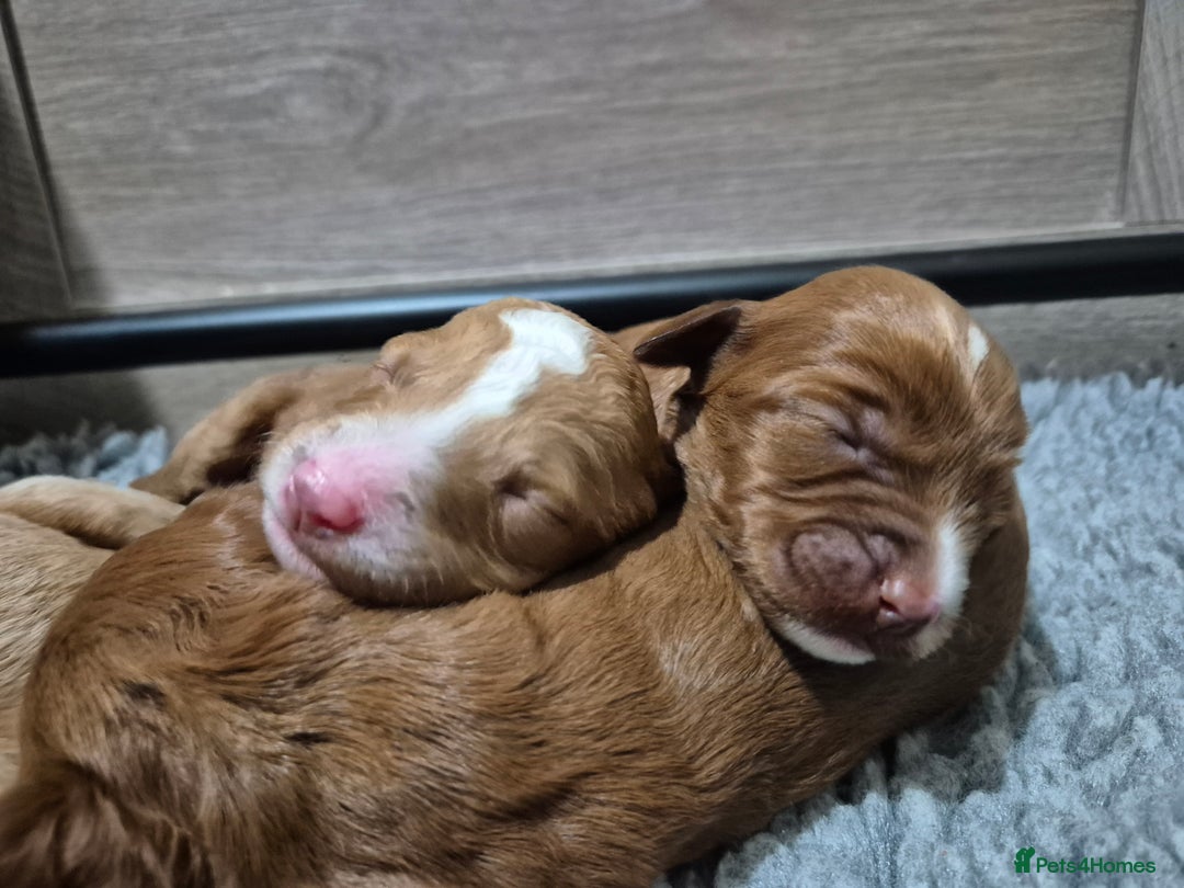 Australian Labradoodle dogs for sale: 1 boy and 1 girl left - Advert 28