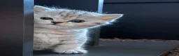 British Shorthair cats for sale: British Shorthair Tabby Female-Champion Heritage🐾 - Advert 23