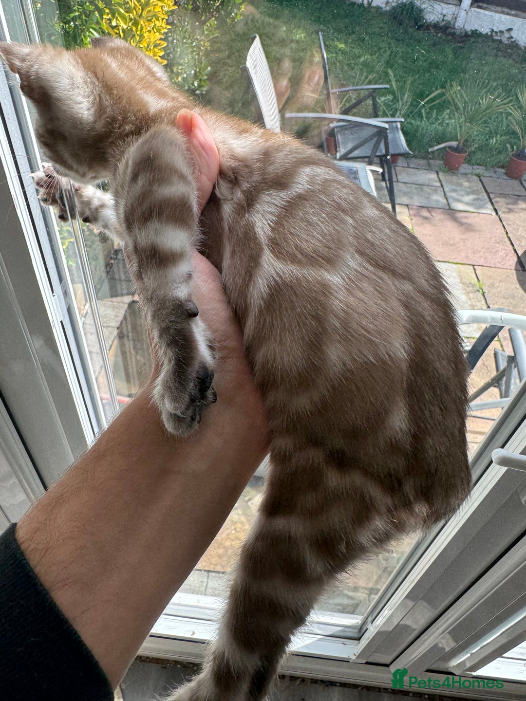 Bengal cats for sale: Beautiful Bengal Kittens Tica Registered 🌈🐾 - Image 21