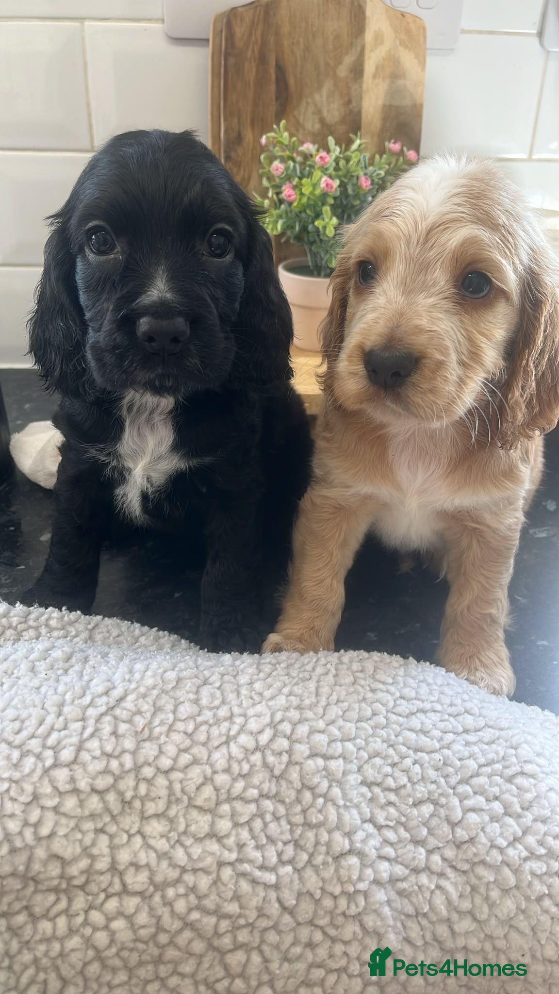 Cocker Spaniel dogs Show Type Cocker Spaniels  - Advert 2