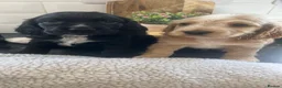 Cocker Spaniel dogs for sale: Show Type Cocker Spaniels  - Advert 5
