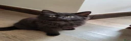 Mixed Breed cats for sale: Playful kittens  - Advert 2