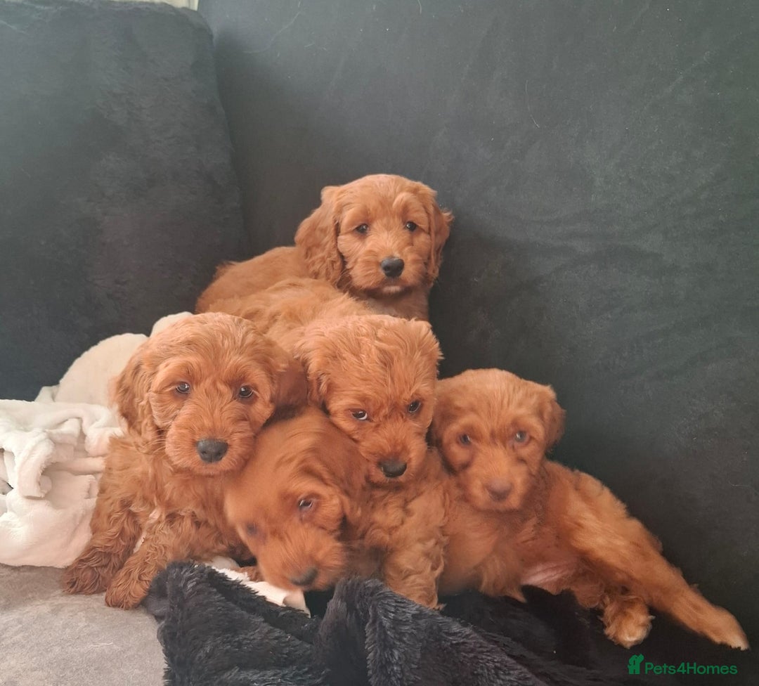 Cockapoo dogs for sale: COCKAPOOS READY NOW - Advert 2