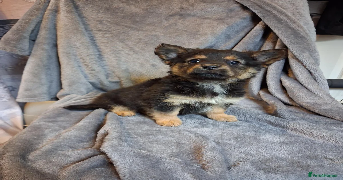 3 beautiful Pomchi for sale in London | Pets4Homes