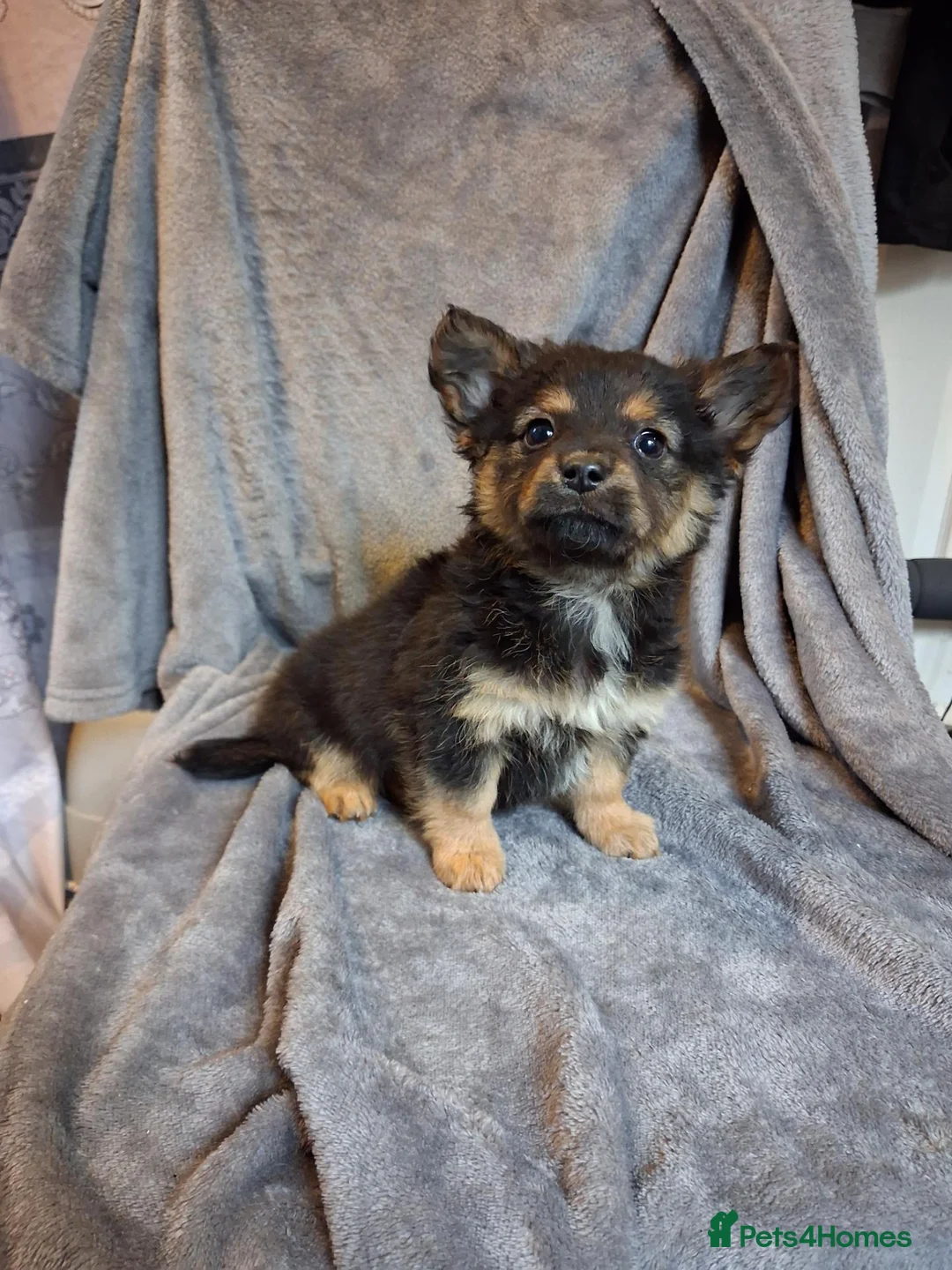 Pomchi dogs for sale: 3 beautiful Pomchi - Advert 1