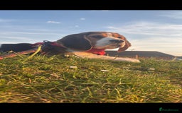 Beagle dogs for sale: Beagle boy for rehoming - Image 3