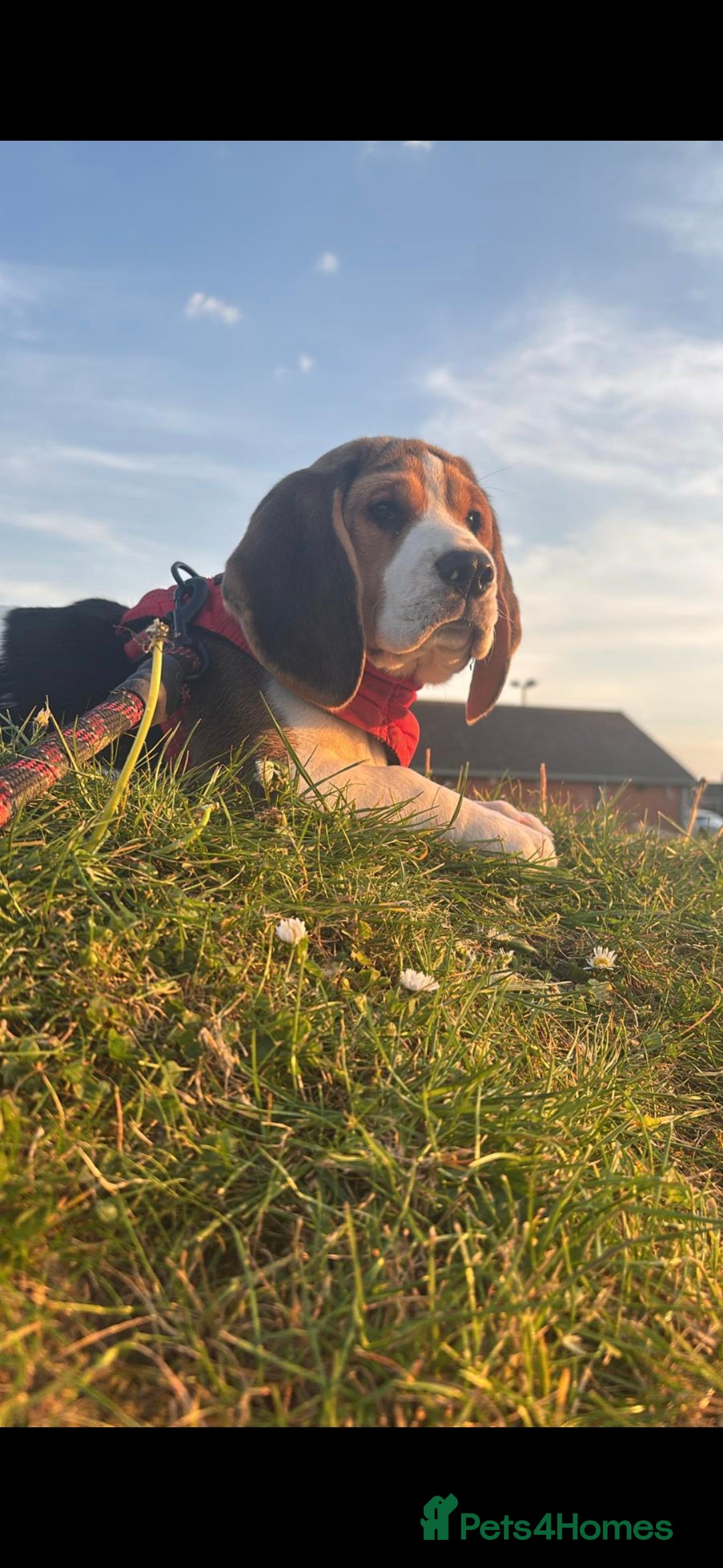 Beagle dogs for sale: Beagle boy for rehoming - Image 3