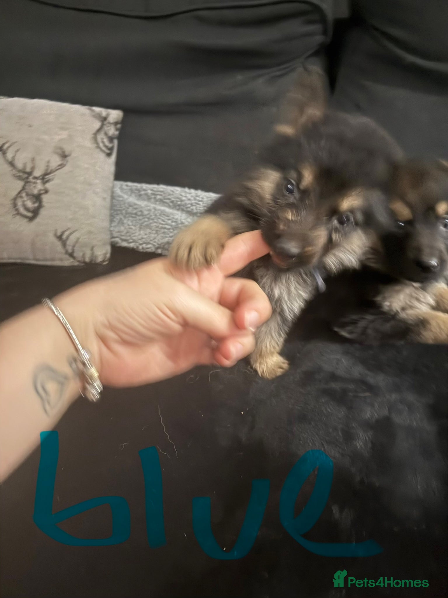 German Shepherd dogs 6 beautiful German shepherd pups for sale  - Advert 17