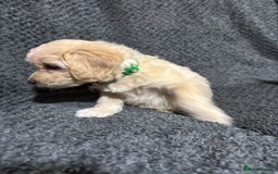Mixed Breed dogs for sale: Jackapoo x cockapoo puppies - Image 8