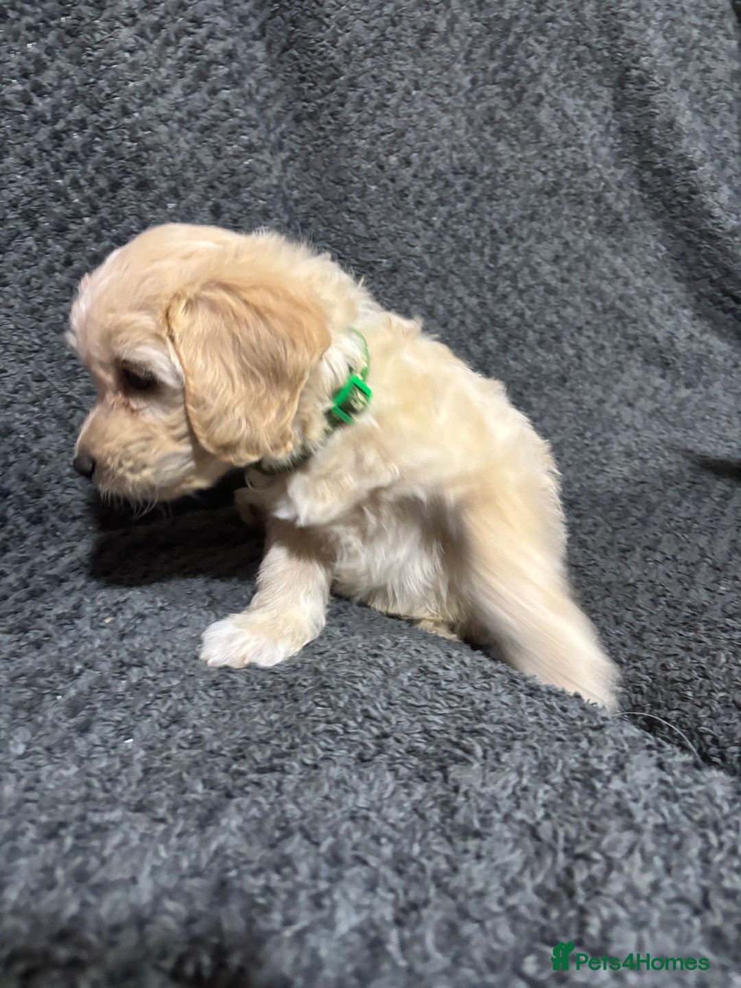 Mixed Breed dogs for sale: Jackapoo x cockapoo puppies - Image 8