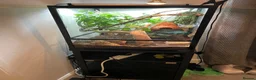 Gecko reptiles for sale: Full set up crested gecko. in Northwich - Advert 2