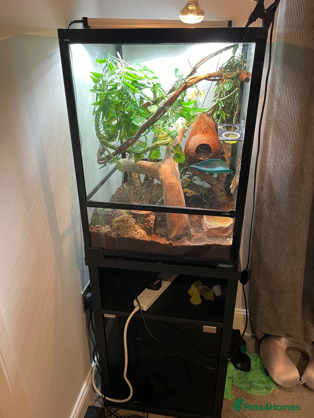 Gecko reptiles for sale: Full set up crested gecko. in Northwich - Advert 2