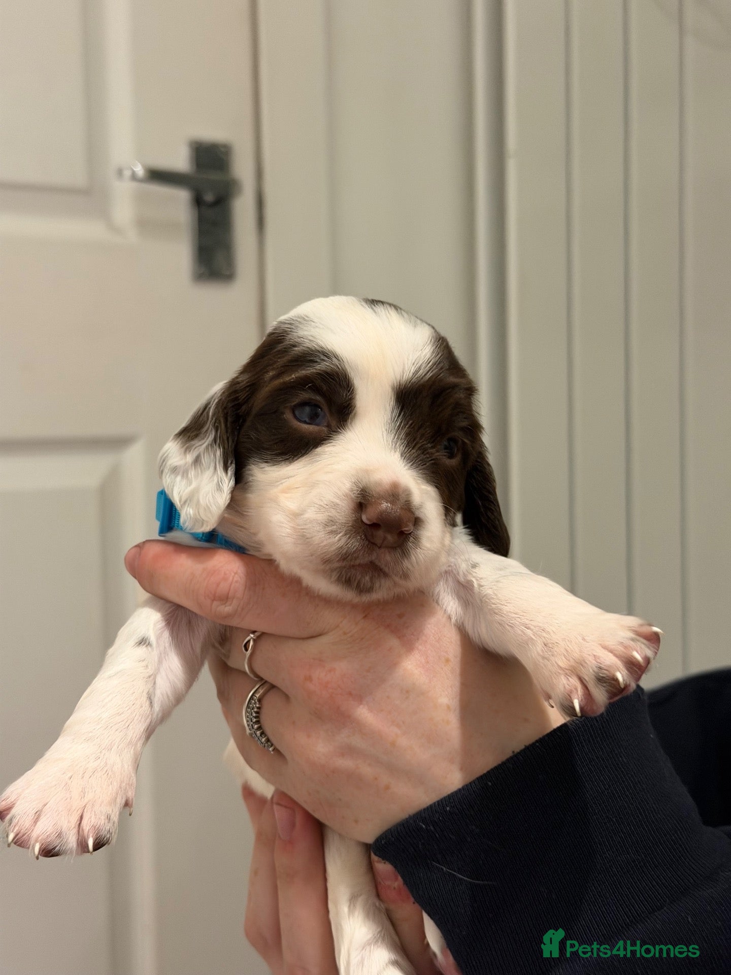 English Springer Spaniel dogs English Springer Spaniel puppies - Advert 1